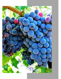 Kalecik Karası Üzüm Fidanı Kalecik Karası Üzüm Fidanı