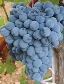 Keşbir Üzümü Fidanı Keşbir Üzümü Fidanı