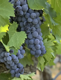 Öküzgözü Üzümü Fidanı Öküzgözü Üzümü Fidanı