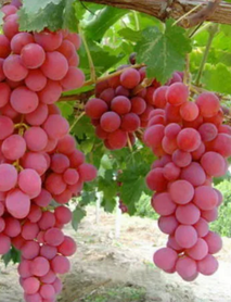 Margaz Üzümü Fidanı Margaz Üzümü Fidanı