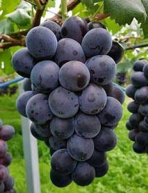 Vitro Black Üzümü Fidanı Vitro Black Üzümü Fidanı