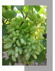 Özbek Hüseyni Üzüm Fidanı Özbek Hüseyni Üzüm Fidanı