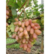 Özbek Pembe Üzümü Fidanı Özbek Pembe Üzümü Fidanı