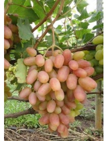 Özbek Pembe Üzümü Fidanı Özbek Pembe Üzümü Fidanı