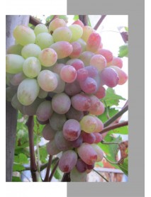 Özbek Taifi Üzüm Fidanı Özbek Taifi Üzüm Fidanı