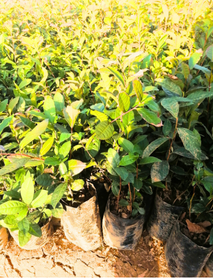 Rize Çay Fidanı Rize Çay Fidanı