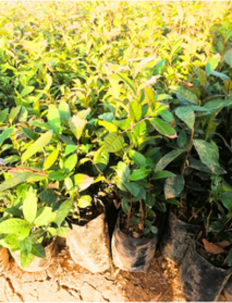 Rize Çay Fidanı Rize Çay Fidanı