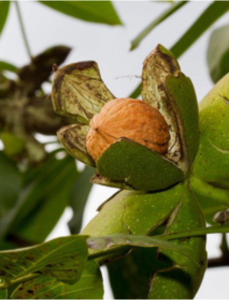 Chandler Ceviz Fidanı (Tüplü/Saksılı) Chandler Ceviz Fidanı (Tüplü/Saksılı)