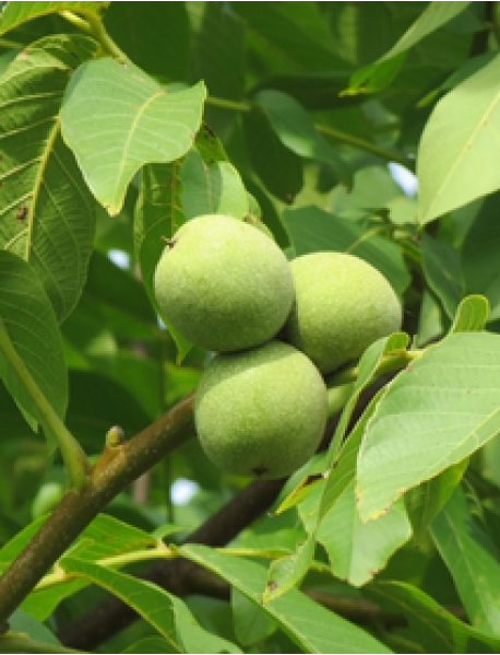 Fernette Ceviz Fidanı (Tüplü/Saksılı) Fernette Ceviz Fidanı (Tüplü/Saksılı)