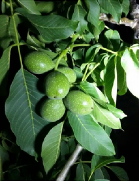 Fernor Ceviz Fidanı (Tüplü/Saksılı) Fernor Ceviz Fidanı (Tüplü/Saksılı)