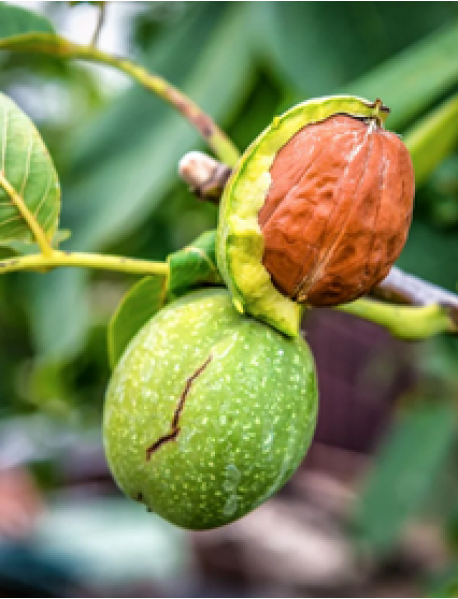 Franquette Ceviz Fidanı (Tüplü/Saksılı) Franquette Ceviz Fidanı (Tüplü/Saksılı)
