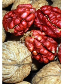 Robert Livermore (Kırmızı) Ceviz Fidanı