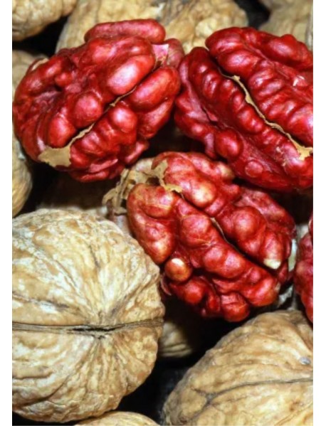Robert Livermore (Kırmızı) Ceviz Fidanı