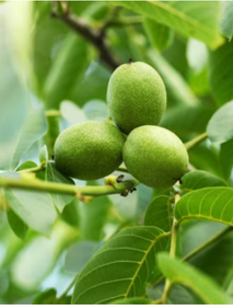 Lara Ceviz Fidanı (Tüplü/Saksılı) Lara Ceviz Fidanı (Tüplü/Saksılı)