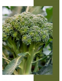 Brokoli Tohumu