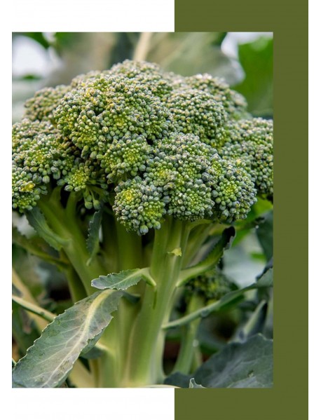 Brokoli Tohumu