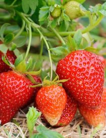 Yediveren Albion  Çilek Fidesi (Saksılı)