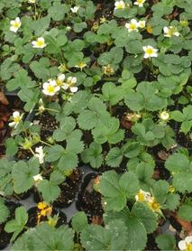 Yediveren Albion  Çilek Fidesi (Saksılı)