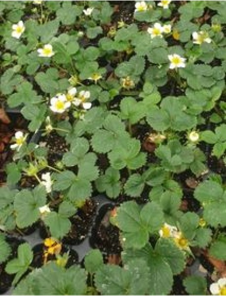 Yediveren Albion Çilek Fidesi (Saksılı) Yediveren Albion Çilek Fidesi (Saksılı)