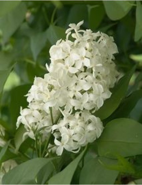 Beyaz Leylak Fidanı Beyaz Leylak Fidanı