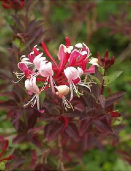 Hanımeli Sarmaşığı (Kırmızı Çiçekli) Hanımeli Sarmaşığı (Kırmızı Çiçekli)