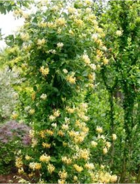 Hanımeli Sarmaşığı (Sarı Çiçekli) Hanımeli Sarmaşığı (Sarı Çiçekli)