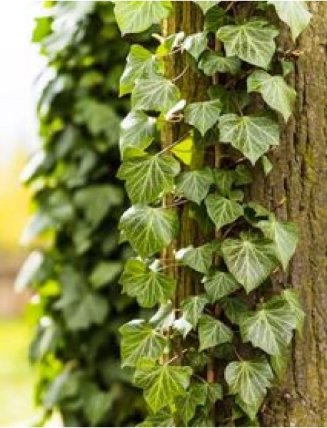 Hedere Sarmaşık Fidanı Hedere Sarmaşık Fidanı