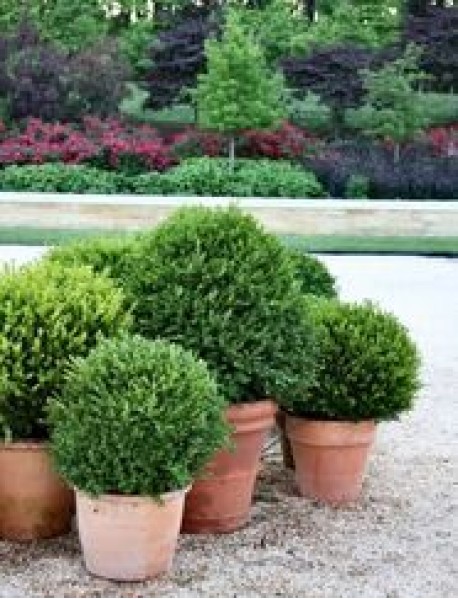 Top Şimşir 40-45 cm çaplı Top Şimşir 40-45 cm çaplı