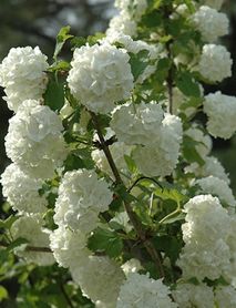 Kartopu Çiçeği Fidanı Kartopu Çiçeği Fidanı