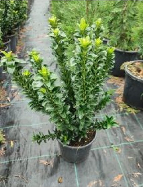 Sütun Taflan Çit Bitkisi Sütun Taflan Çit Bitkisi