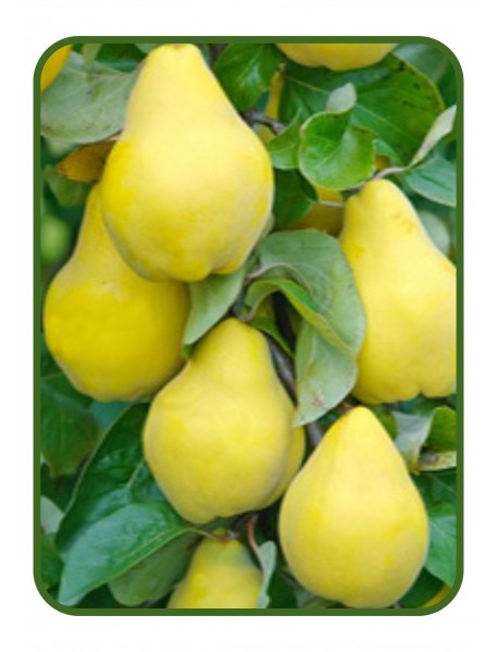 Eşme Ayva Fidanı (Saksılı/Tüplü) Eşme Ayva Fidanı (Saksılı/Tüplü)