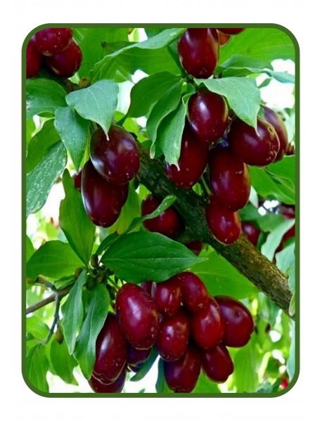 Aşılı Kızılcık Fidanı / Erolbey77 ( Saksılı) Aşılı Kızılcık Fidanı / Erolbey77 ( Saksılı)