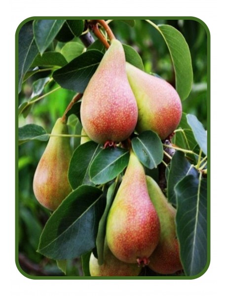 Haziran Güzeli Armut Fidanı