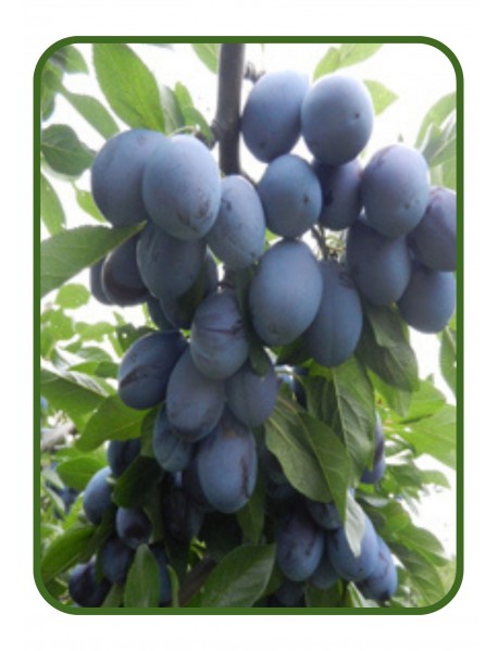 Birton-Stanley Erik Fidanı (Tüplü/Saksılı)