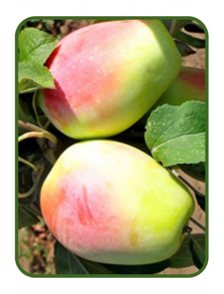 Kandil Sinap Elma (Tüplü/Saksılı) Kandil Sinap Elma (Tüplü/Saksılı)