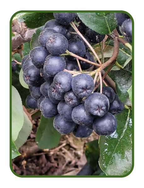 Viking Aronya Fidanı Viking Aronya Fidanı