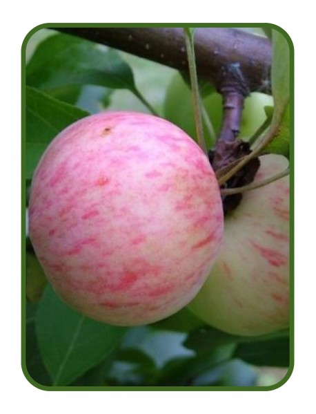 Sakı Elma Fidanı (Tüplü/Saksılı)