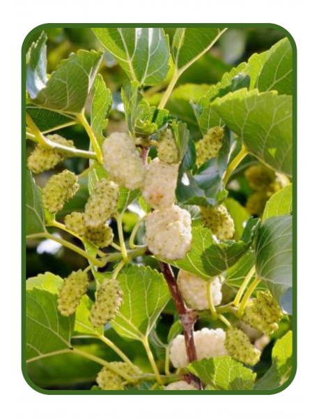 Beyaz Dut Fidanı (Tüplü/Sakslı)