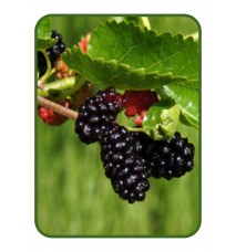 Kara Dut Fidanı Kara Dut Fidanı