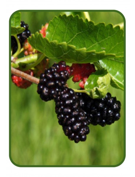 Kara Dut Fidanı Kara Dut Fidanı