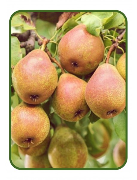 Margarita Marilla Armut Fidanı (Tüplü/Saksılı) Margarita Marilla Armut Fidanı (Tüplü/Saksılı)