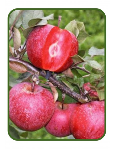 Redlove Elma Fidanı (Tüplü/Saksılı) Redlove Elma Fidanı (Tüplü/Saksılı)