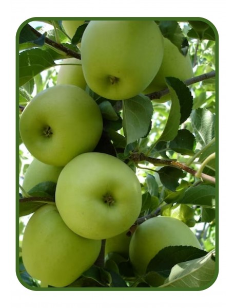 Golden Elma Fidanı (Tüplü/Saksılı) Golden Elma Fidanı (Tüplü/Saksılı)