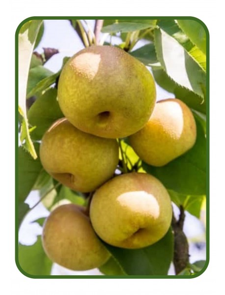 Nashi Armut Fidanı (Tüplü/Saksılı) Nashi Armut Fidanı (Tüplü/Saksılı)