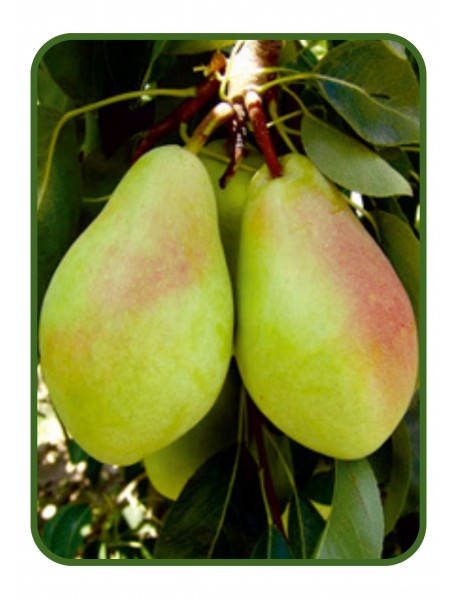 Santa Maria Armut Fidanı (Tüplü/Saksılı) Santa Maria Armut Fidanı (Tüplü/Saksılı)