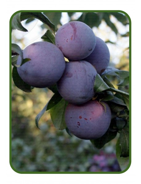 Fortune Erik Fidanı (Tüplü/Saksılı) Fortune Erik Fidanı (Tüplü/Saksılı)