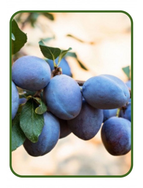 Mürdüm Erik Fidanı (Tüplü/Saksılı) Mürdüm Erik Fidanı (Tüplü/Saksılı)