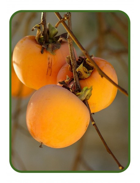 Roji Billant Trabzon Hurması Fidanı (Tüplü/Saksılı)