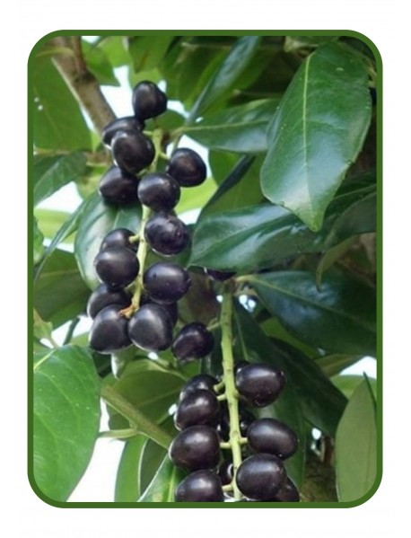 Karayemiş (Laz Kirazı / Taflan) Fidanı (Tüplü/Saksılı) Karayemiş (Laz Kirazı / Taflan) Fidanı (Tüplü/Saksılı)