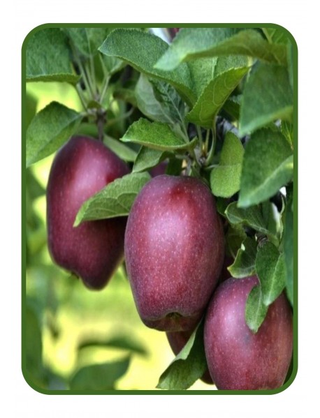 Starking Elma Fidanı (Tüplü/Saksılı) Starking Elma Fidanı (Tüplü/Saksılı)